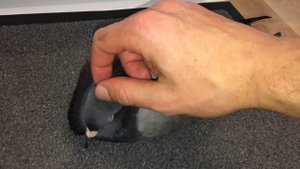Pigeon DEMANDS cuddles NOW