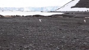 Антарктида животные