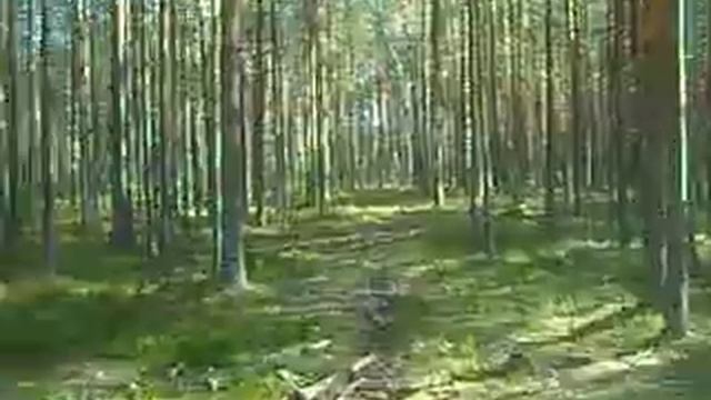 Артём Воронков - Грибной Сезон 17 Сентября 2014 Волховский Район смотреть онлайн