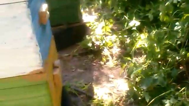 Бакфаст новое в пчеловодстве. Отчёт с пасеки. смотреть онлайн