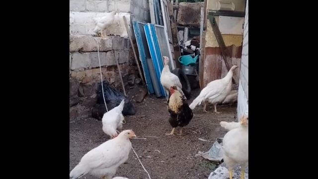 дресерованый петух смотреть онлайн