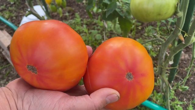 ОТЗЫВ2023.ТОМАТ ЦЫПОЧКА.ТОМАТ МЕДОВЫЙ САЛЮТ. СЕМЕНА ВКУСНОТЕКА. смотреть онлайн