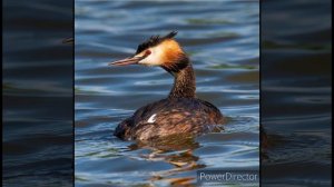 Виталий Бианки "Люля"