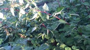 Малина МАРИЧКА- ремонтантная новинка.