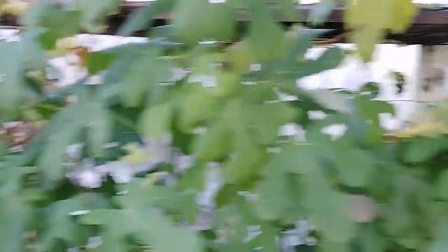 Обзор теплицы с южными плодовыми культурами.(инжир ,хурма ,киви ) Осень 2021 г смотреть онлайн