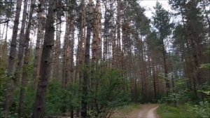 ПРОГУЛКА НА РОДНИК "ШУРЧАВЫЙ". ЛЕС КУЗНЕЦК. СНЯТО НА SAMSUNG A51.