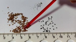 Сбор семян Саррацении Leucophylla. Стратификация семян.