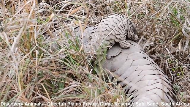 Cutest Pangolin Pup Ever