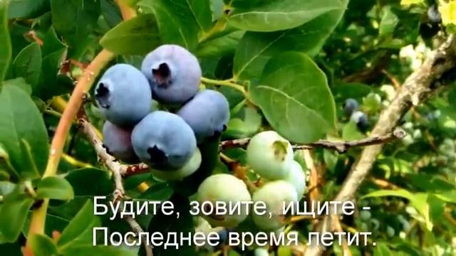 Будите, зовите, ищите смотреть онлайн