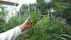 Маракуйя на окне. Как вырастить маракуйю?