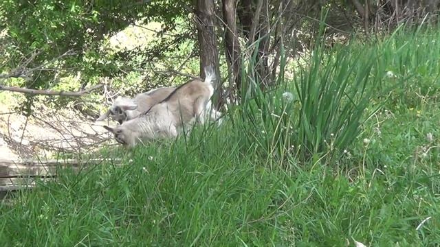 Пеку булочки хлеб и пироги//Что у нас за козы смотреть онлайн