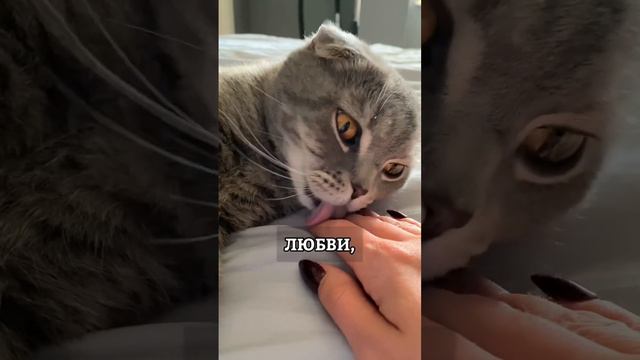 Через 3 года кот начал доверять❤️ смотреть онлайн