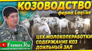 Молочная козья ферма на 100 голов в Казахстане. Зааненские и альпийские козы. Доильный зал. LaqLike