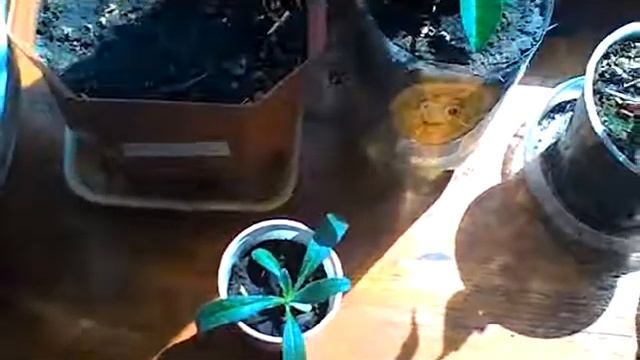 Как вырастить черешню в домашних условиях