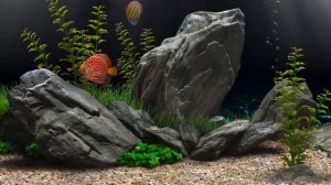 Dream Aquarium Two Discus   4K   No Music
