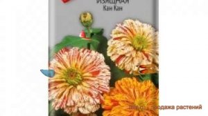 Цинния изящная Кан Кан (kan kan) ? изящная цинния Кан Кан обзор: как сажать, семена циннии Кан Кан
