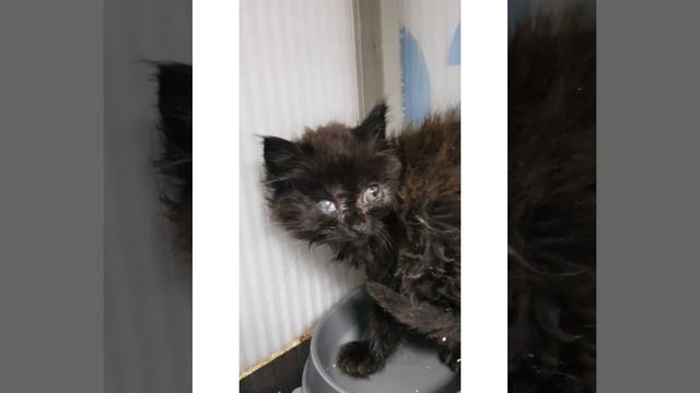 Помогите приютском котятам!!! смотреть онлайн