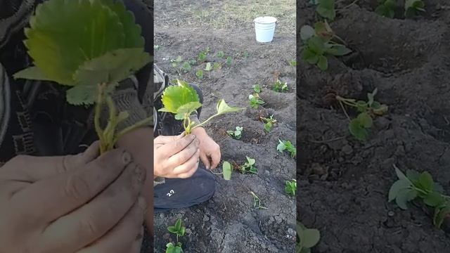 Посадка клубники. Часть 2. Подготовка почвы смотреть онлайн