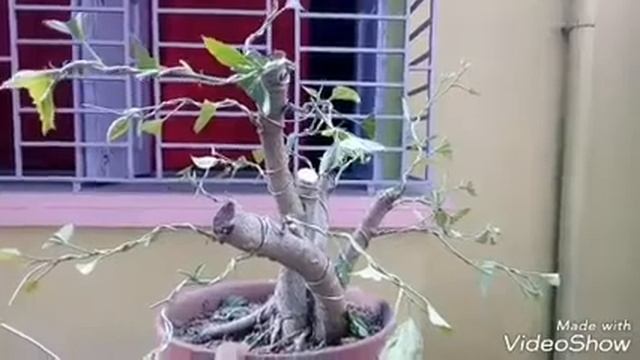 how to make Hibiscus Bonsai Part 1 смотреть онлайн
