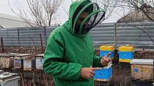 Как вытянуть слабый отводок пчел весной? Что делать из слабой семьей весной