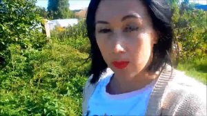 Как собрать семена у цветов лобелии и флоксов