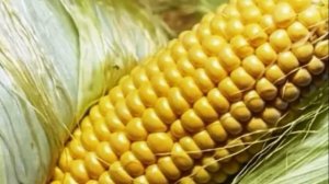 ⚠️ Кукуруза - как ее хранить дома на зиму в початках?