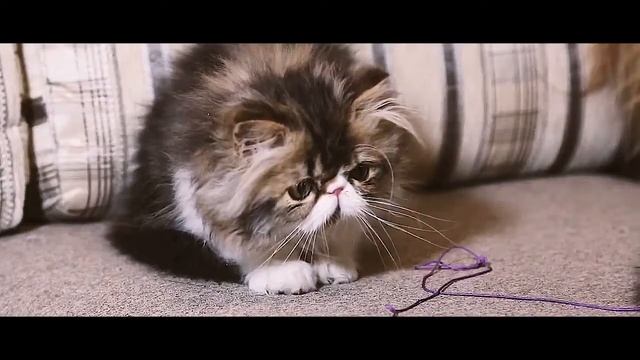 5 Самых Необычных Пород Котов смотреть онлайн