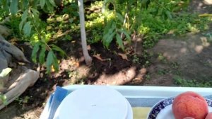 Персик ХАРНАС. Обзор