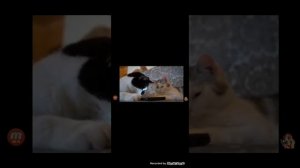 Анука давайка Тайная жизнь домашних животных 2