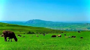 Баткен-Лейлек корсон коз суктанган кооз керемет жайлоо!!#Кыргызстан #Баткен#видео#жайлоо #Бишкек#