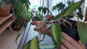 Plant Spotlight  - Hoya macrophylla (latifolia) POT OF GOLD