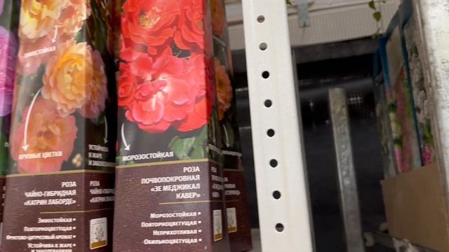 Леруа Мерлен, пришла за гортензией и ушла без нее. Опыт и советы Анжелики смотреть онлайн