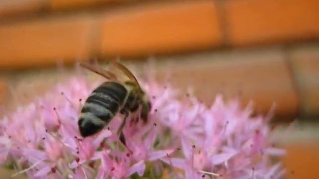 Canon PowerShot A1100 IS (Macro Video of a bee) смотреть онлайн