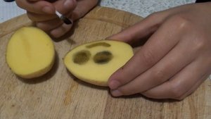 опыты с картошкой