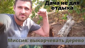 Как правильно, легко и быстро выкорчевать дерево своими руками