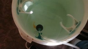 Инкубирование икры L 201 сомов (день 6)