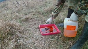 Не формат .Чистка находок из  металла однохлористым йодом.