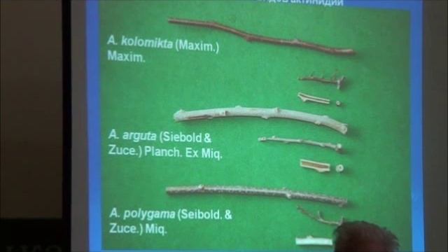 Чебукин П А актинидия и другие растения Дальнего Востока ч 1 смотреть онлайн
