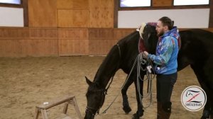 Первоначальная подготовка при заездке молодой лошади под седло