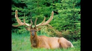 "Тихо в лесу". Исполняет автор Владимир Лейкин