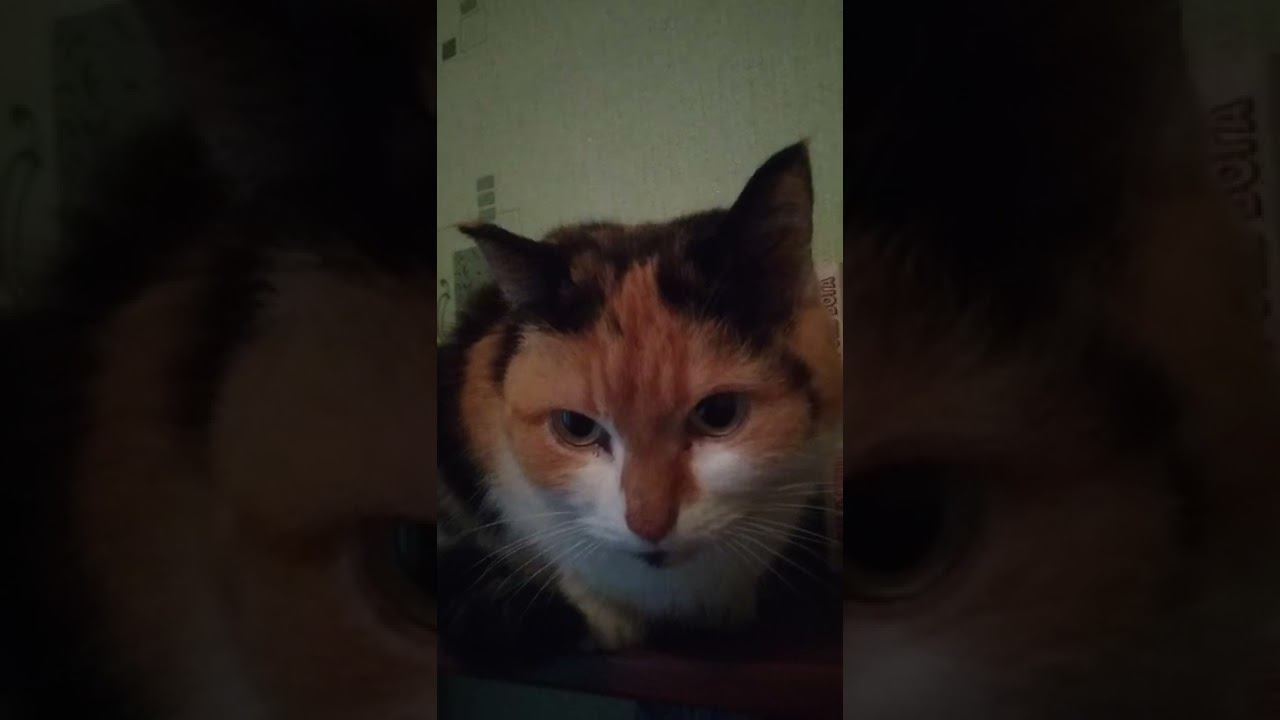 23 октября 2022 г. смотреть онлайн