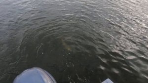 ТРОФЕЙНЫЙ СУДАК НА ДЖИГ В ДЕКАБРЕ! Ловля судака с лодки, зимой на Нижней Волге.