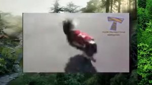 не обыкновенный трюки животных