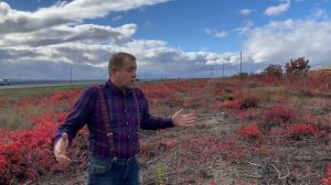 Олег Зубков-Крым .  Для чего уничтожили лесополосы на трассе Таврида ?