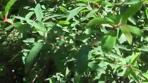 Секрет крупных ягод жимолости в омоложении и подкормке