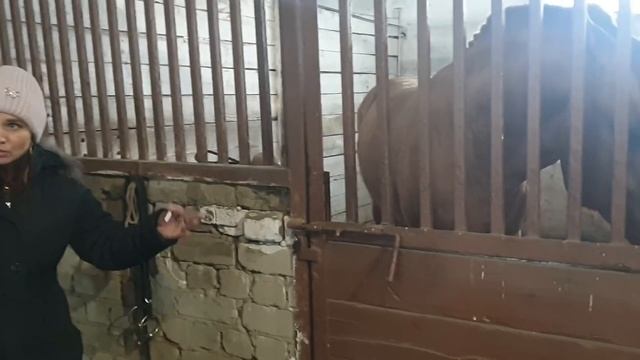 Обзор и погрузка лошадей "Дончаков" ? смотреть онлайн