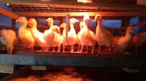 Брудер для гусят.