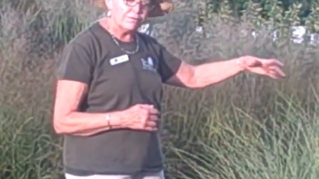 Lee from Weston Nurseries - Miscanthus sinensis 'Morning Light' смотреть онлайн