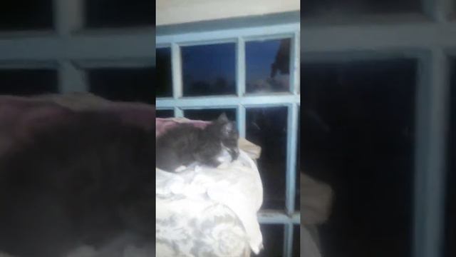 Жирная полевая мышь для котят и суки смотреть онлайн