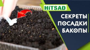 Бакопа выращивание из семян  Посев Бакопы 2020